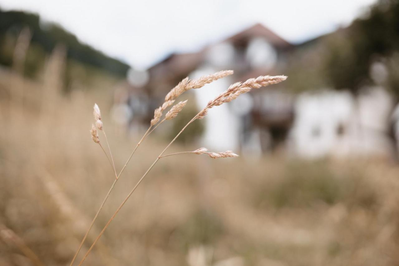 Winter-Nest Apartment Todtnau Exterior photo